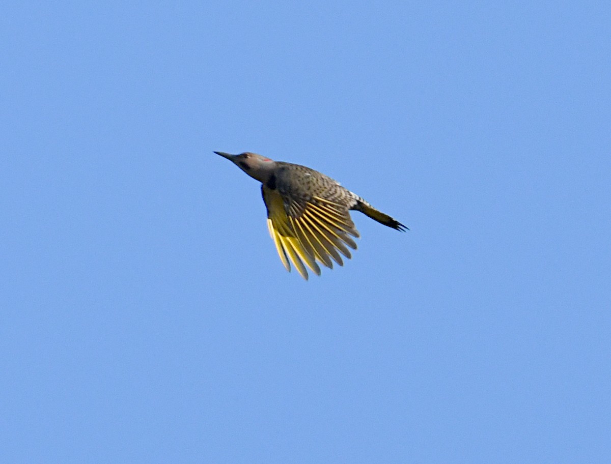 Northern Flicker (Yellow-shafted) - ML643252771