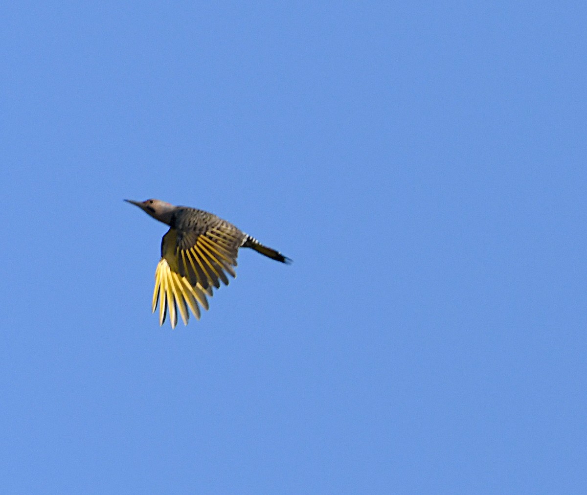 Northern Flicker (Yellow-shafted) - ML643252772