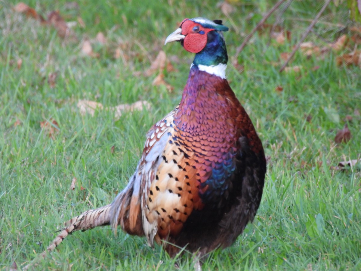 Ring-necked Pheasant - ML643252776