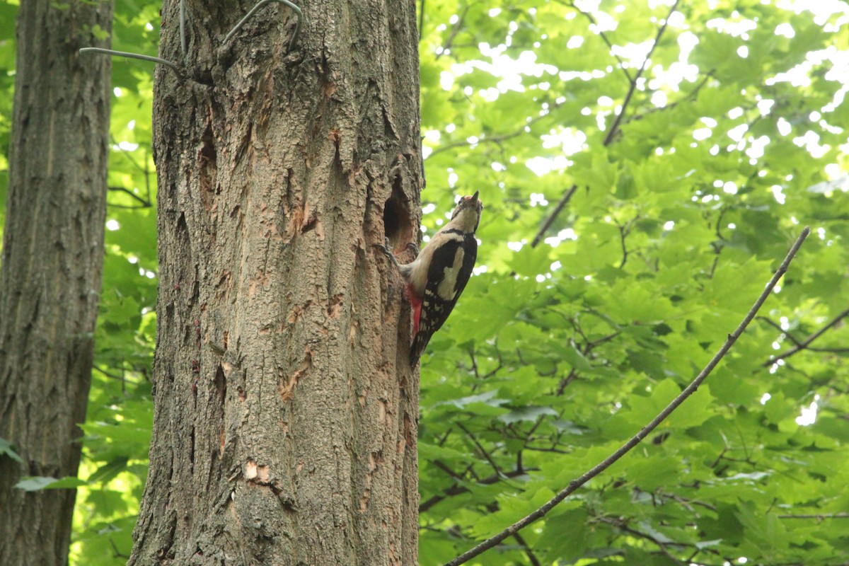 Picchio rosso maggiore - ML643252781