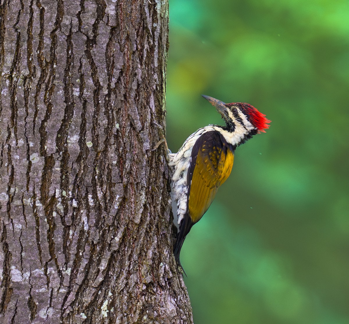 Black-rumped Flameback - ML643252784