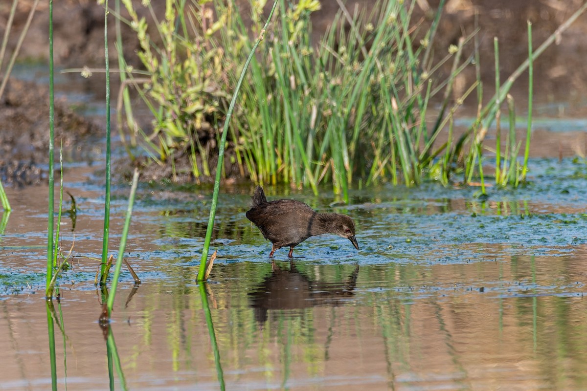 Black Crake - ML643252813