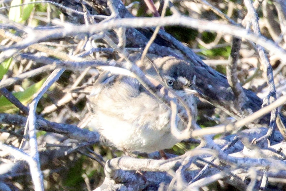 Spotted Scrubwren - ML643252816