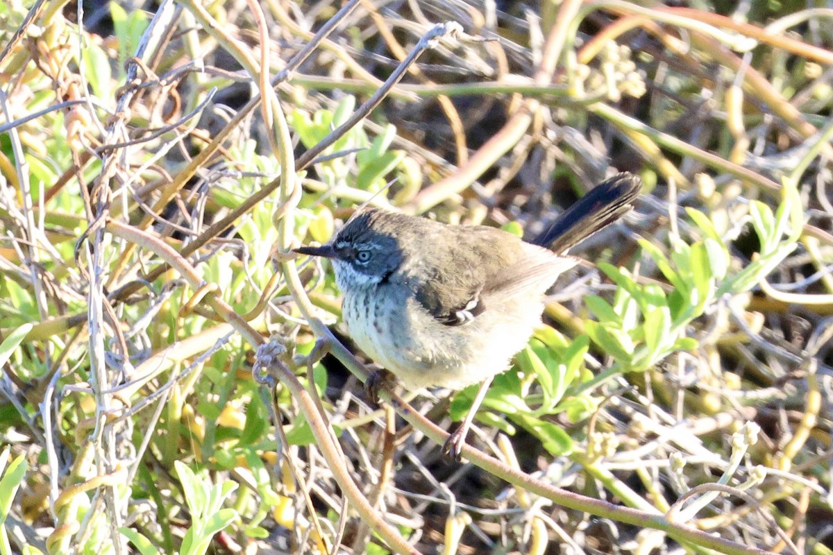 Spotted Scrubwren - ML643252817