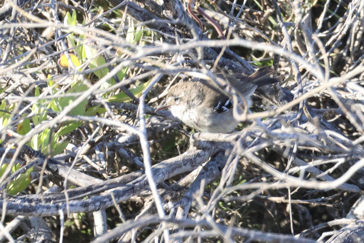 Spotted Scrubwren - ML643252818