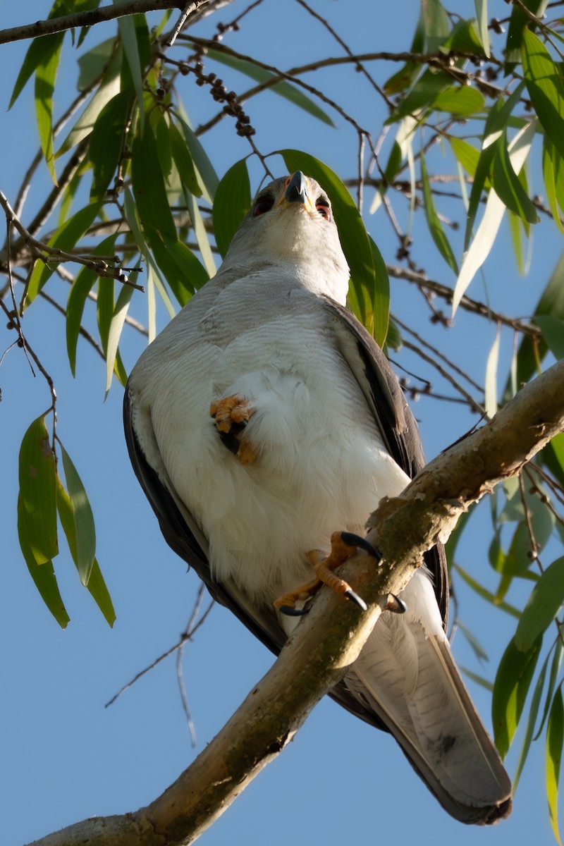 Gray Goshawk - ML643252826