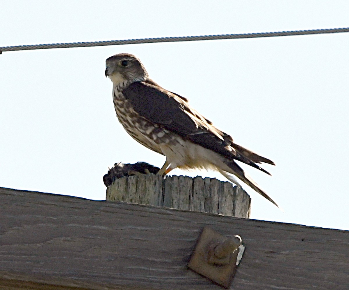 Merlin (Taiga) - ML643252833