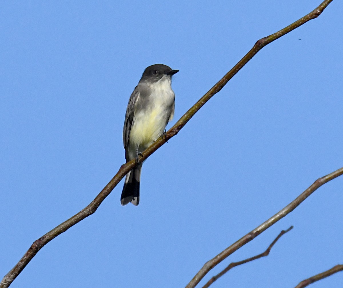 Eastern Phoebe - ML643252848