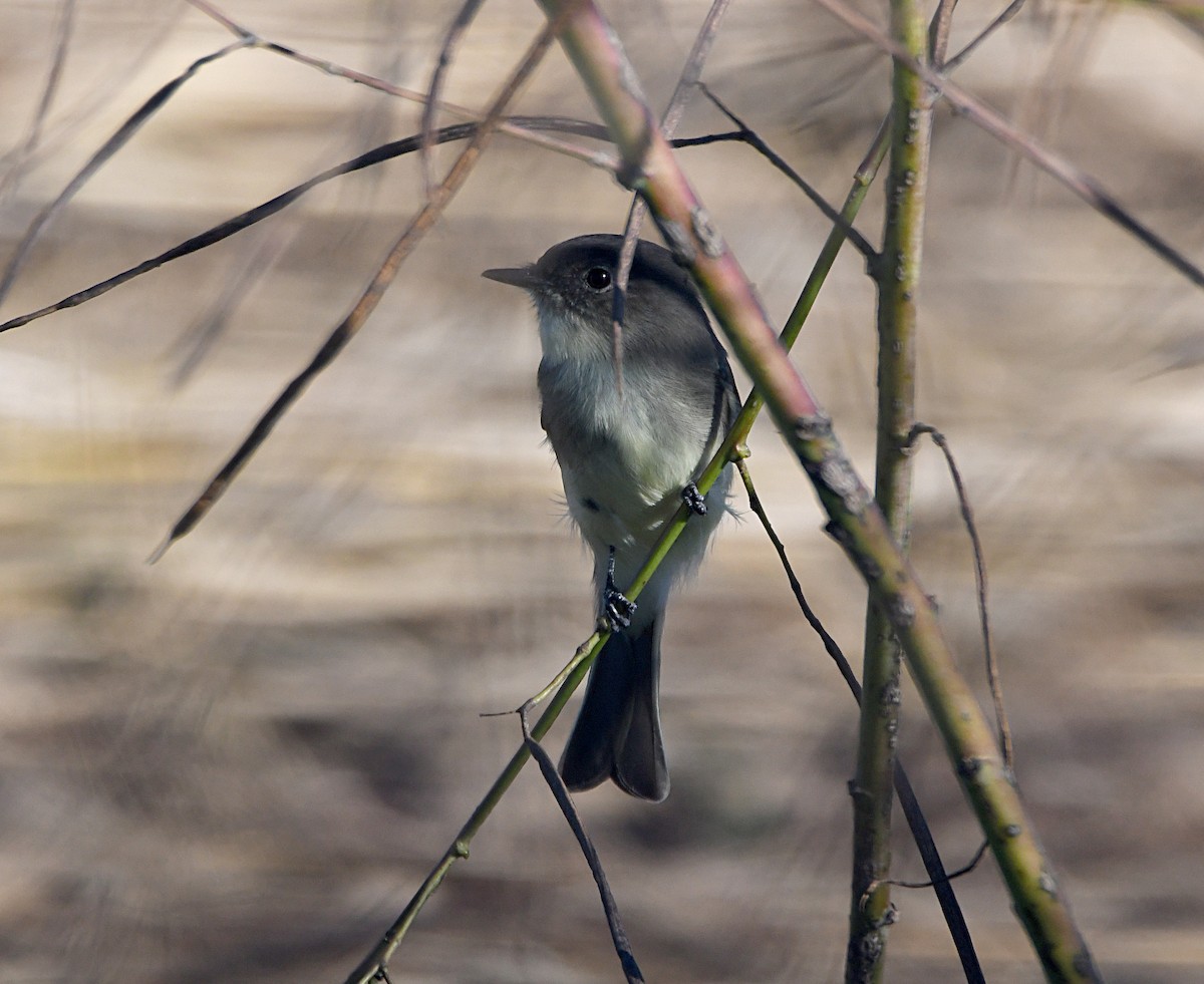 Eastern Phoebe - ML643252849
