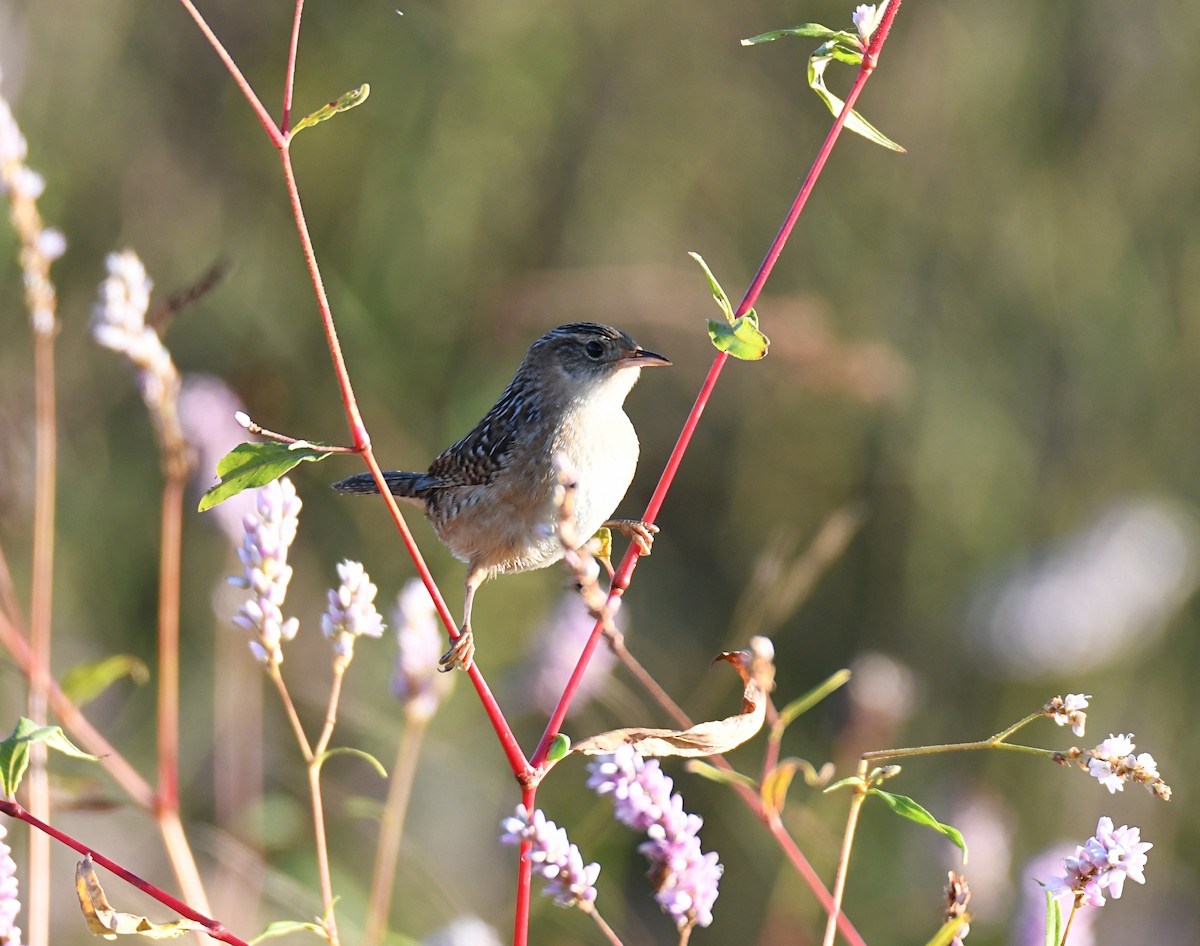Sedge Wren - ML643252871