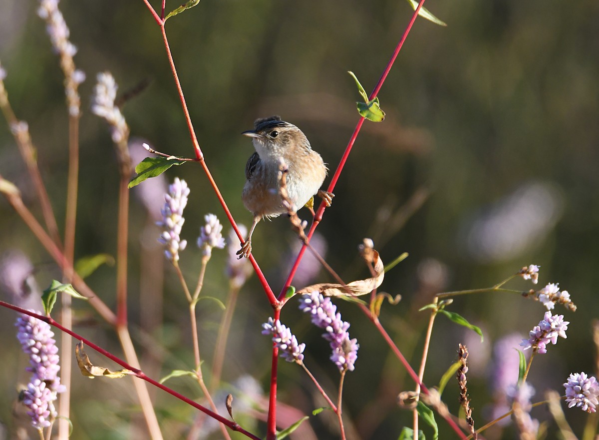 Sedge Wren - ML643252872