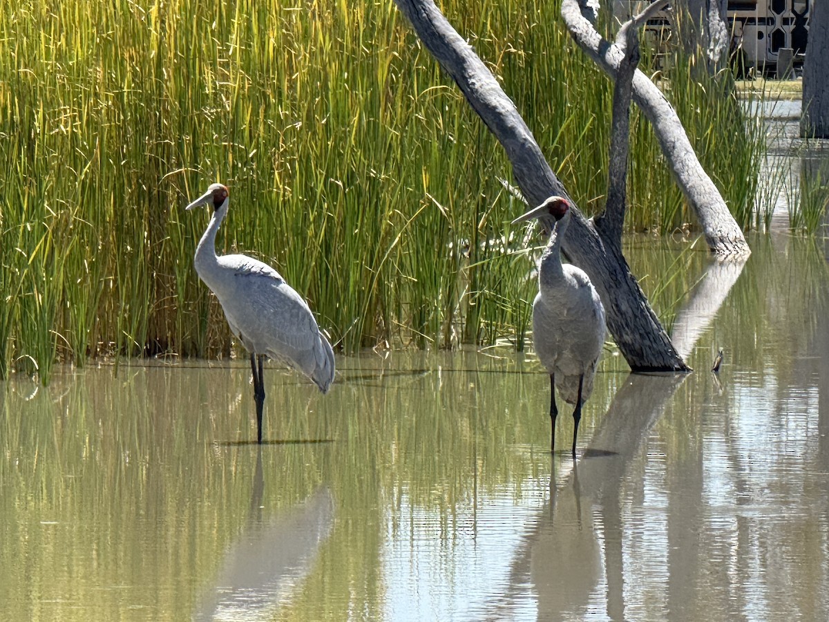 Brolga - ML643252878