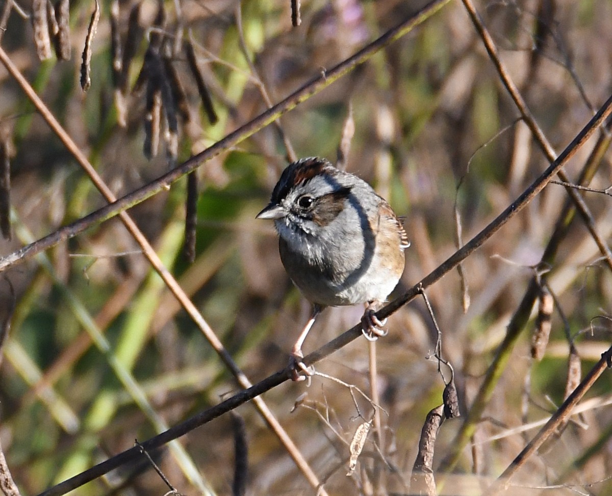 Swamp Sparrow - ML643252883