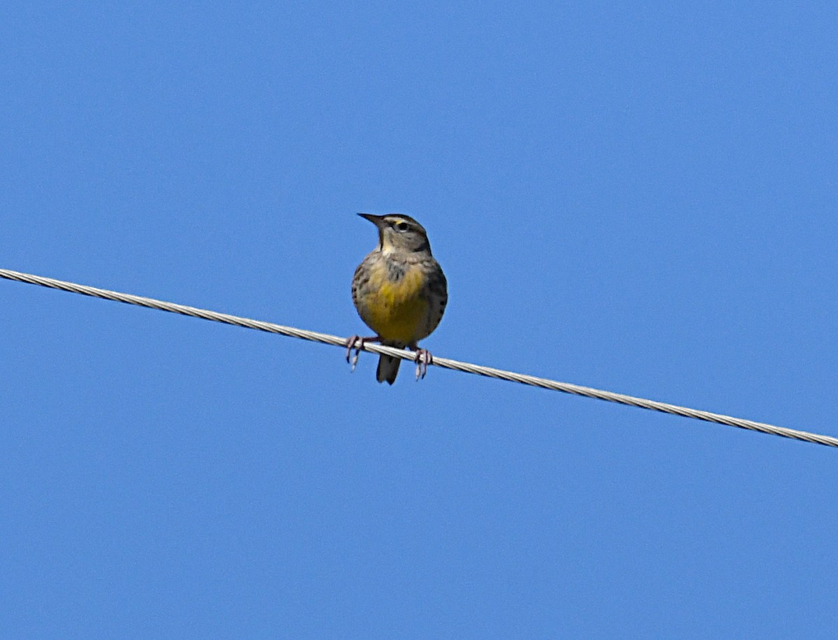 Eastern Meadowlark - ML643252887