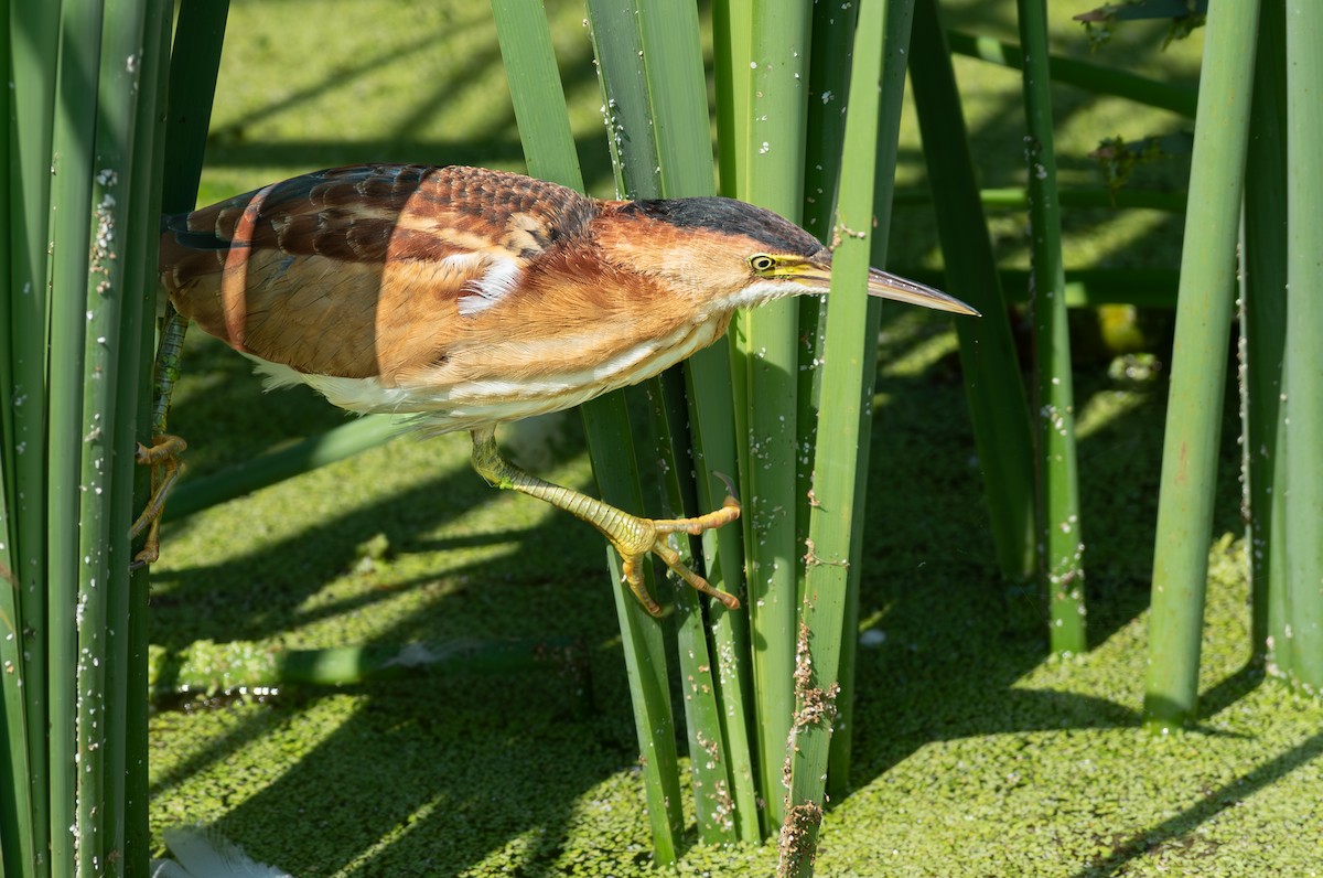 Least Bittern - ML643252888