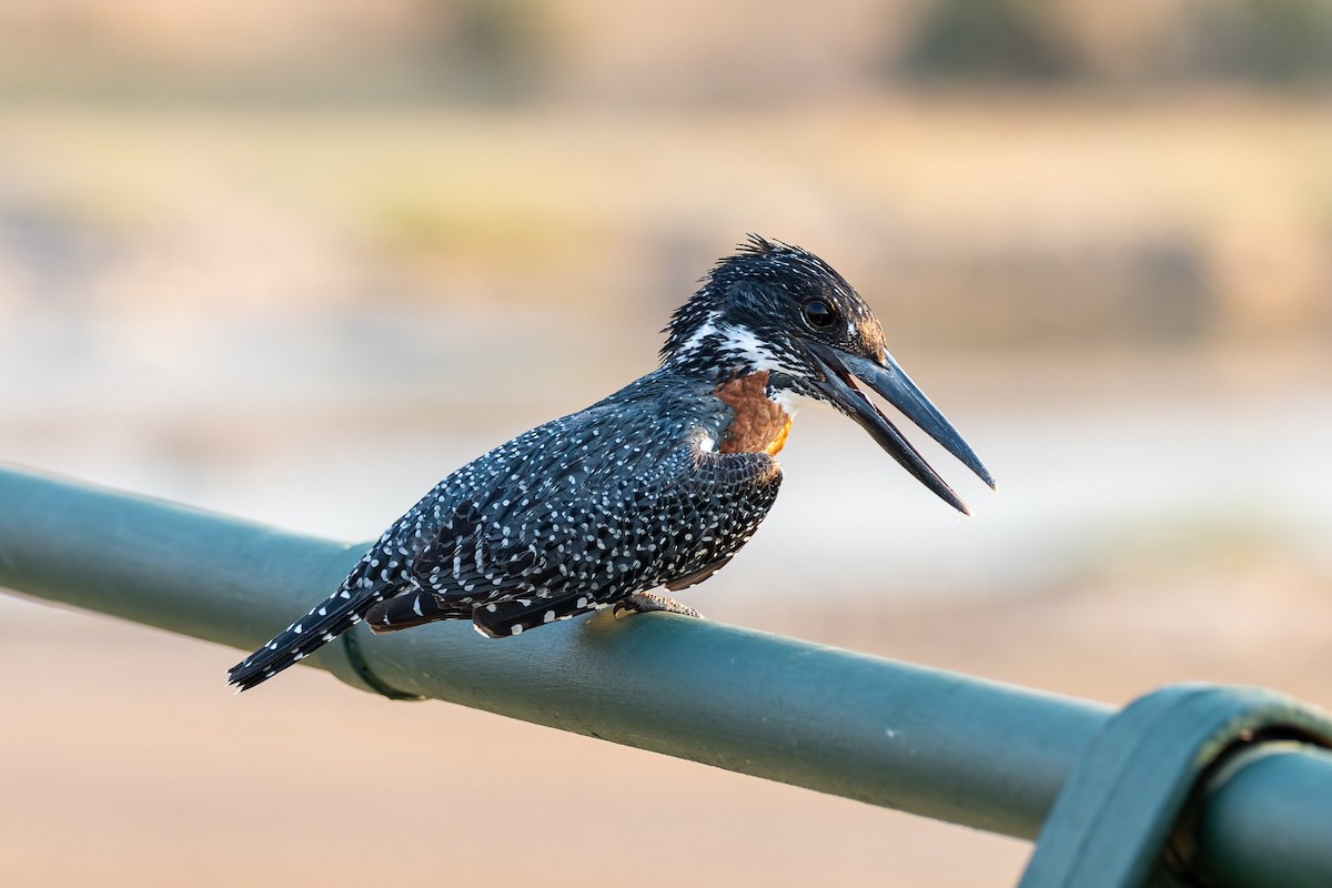 Giant Kingfisher - ML643252891