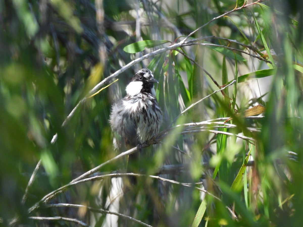 White-cheeked Honeyeater - ML643252892