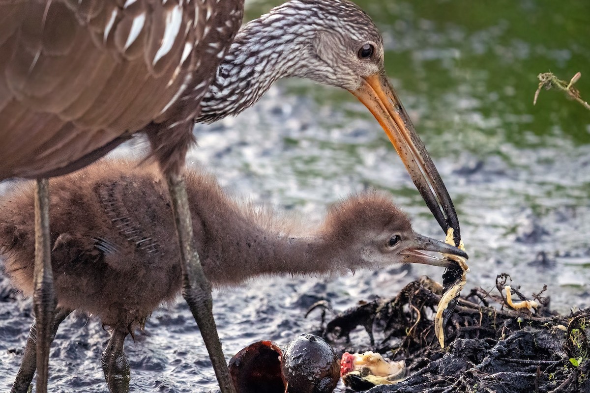 Limpkin - ML643252898