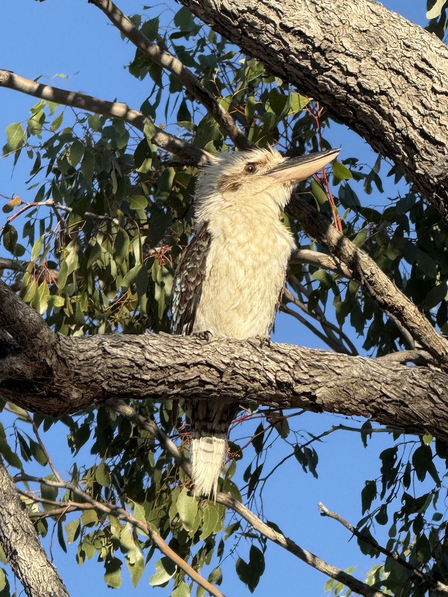 Laughing Kookaburra - ML643252905
