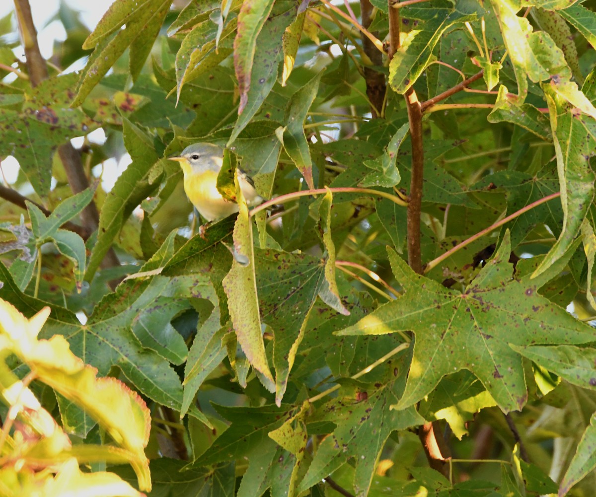 Northern Parula - ML643252906