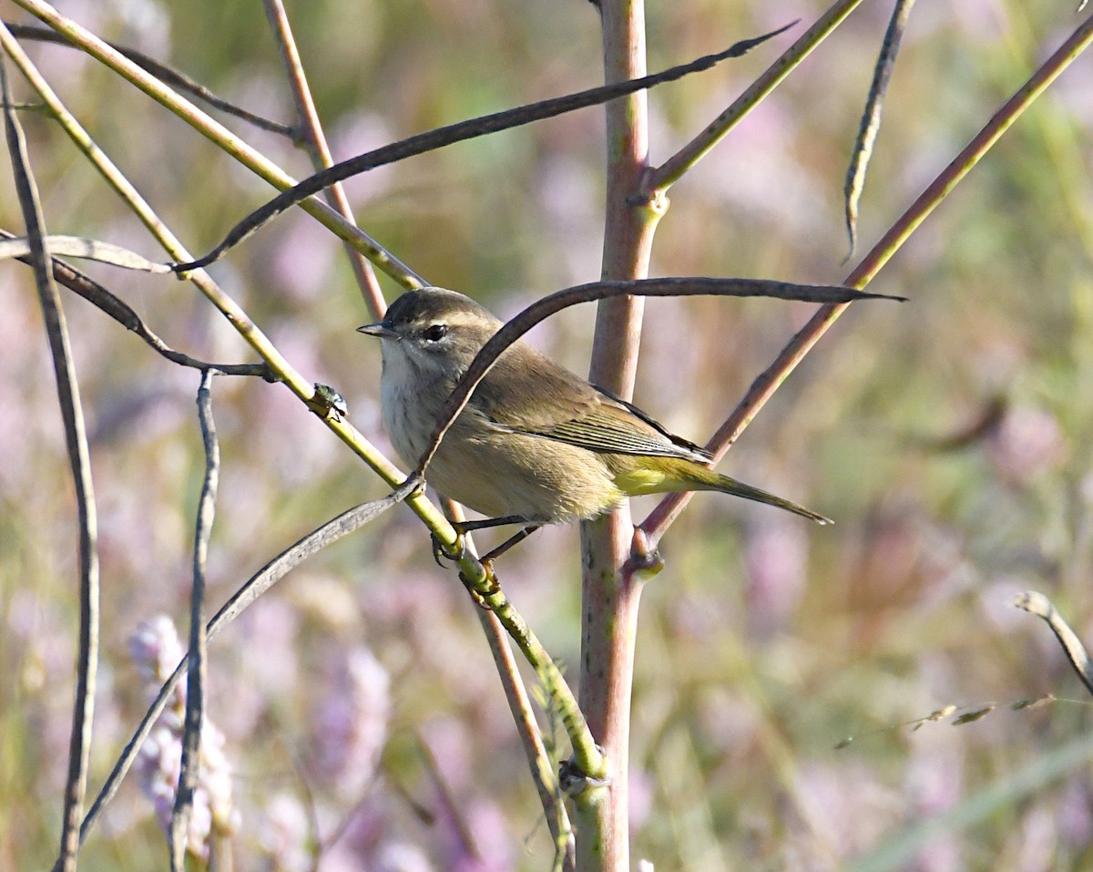 Palm Warbler - ML643252911