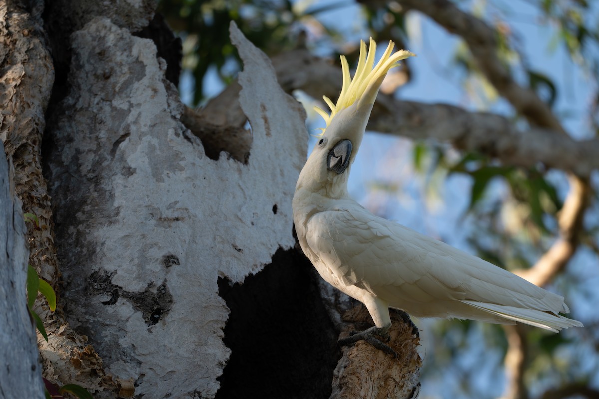 Sulphur-crested Cockatoo - ML643252915