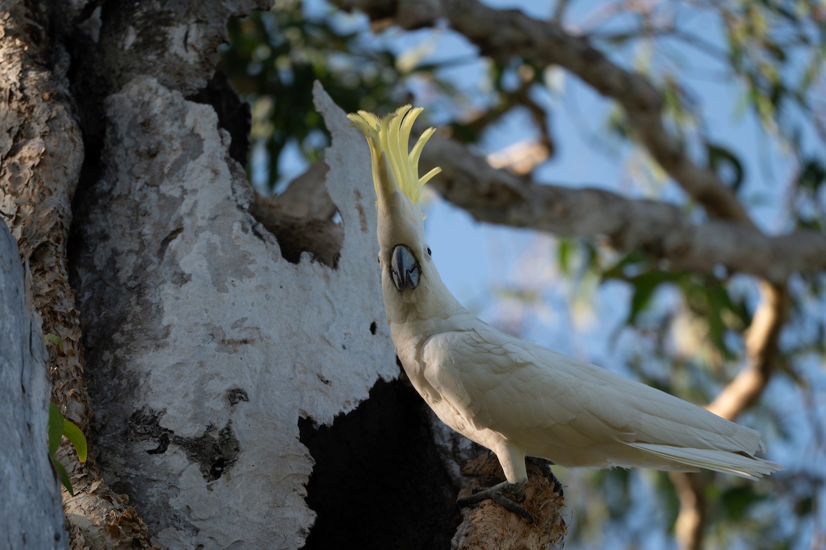 Sulphur-crested Cockatoo - ML643252916