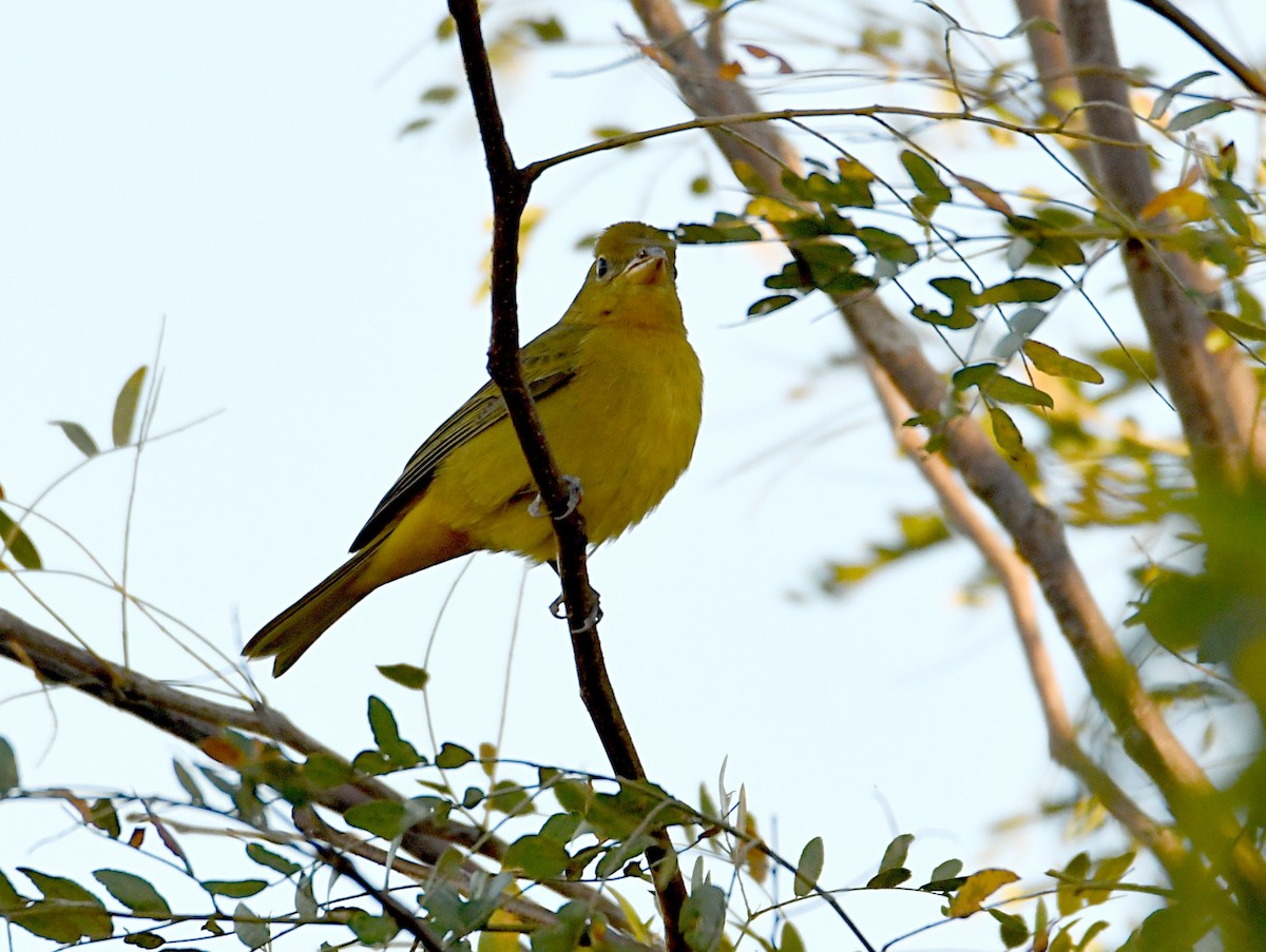 Summer Tanager - ML643252918