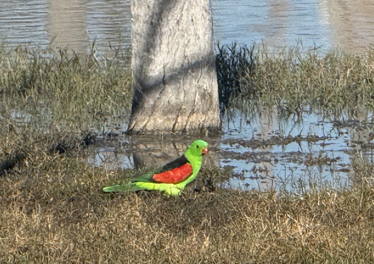 Red-winged Parrot - ML643252927