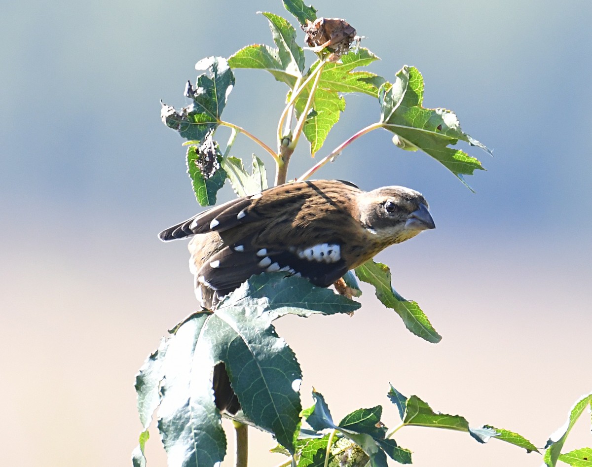 Rose-breasted Grosbeak - ML643252933