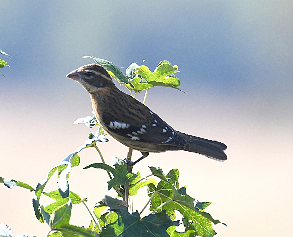 Rose-breasted Grosbeak - ML643252935