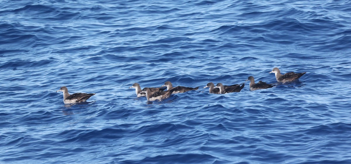 Wedge-tailed Shearwater - ML643252936