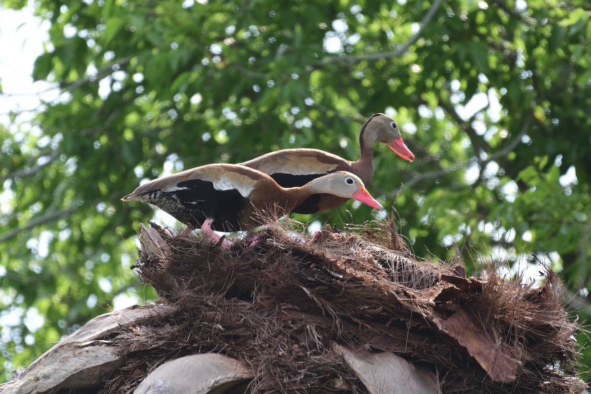 Black-bellied Whistling-Duck - ML643252941