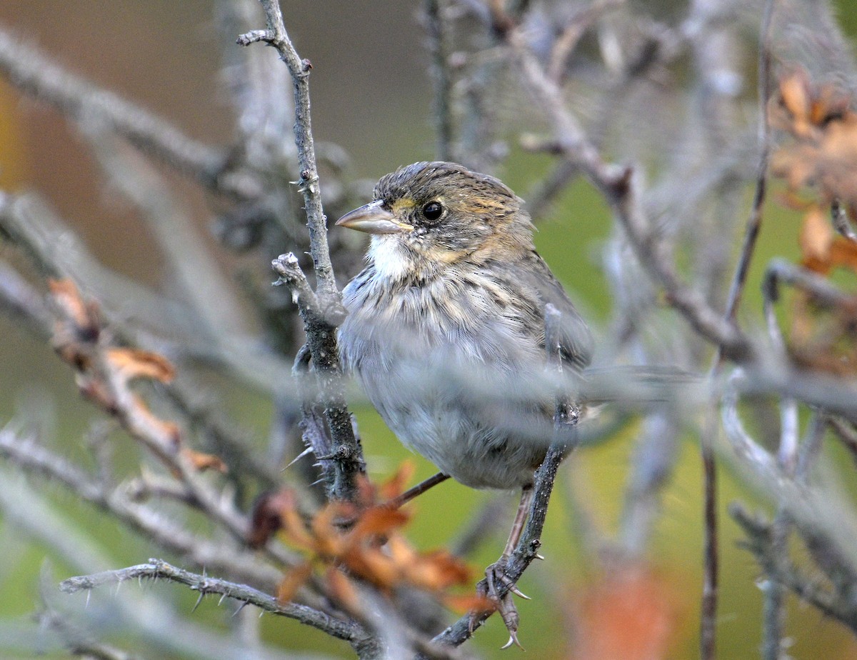 Seaside Sparrow - ML643252952