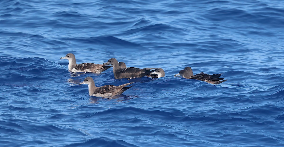 Wedge-tailed Shearwater - ML643252955