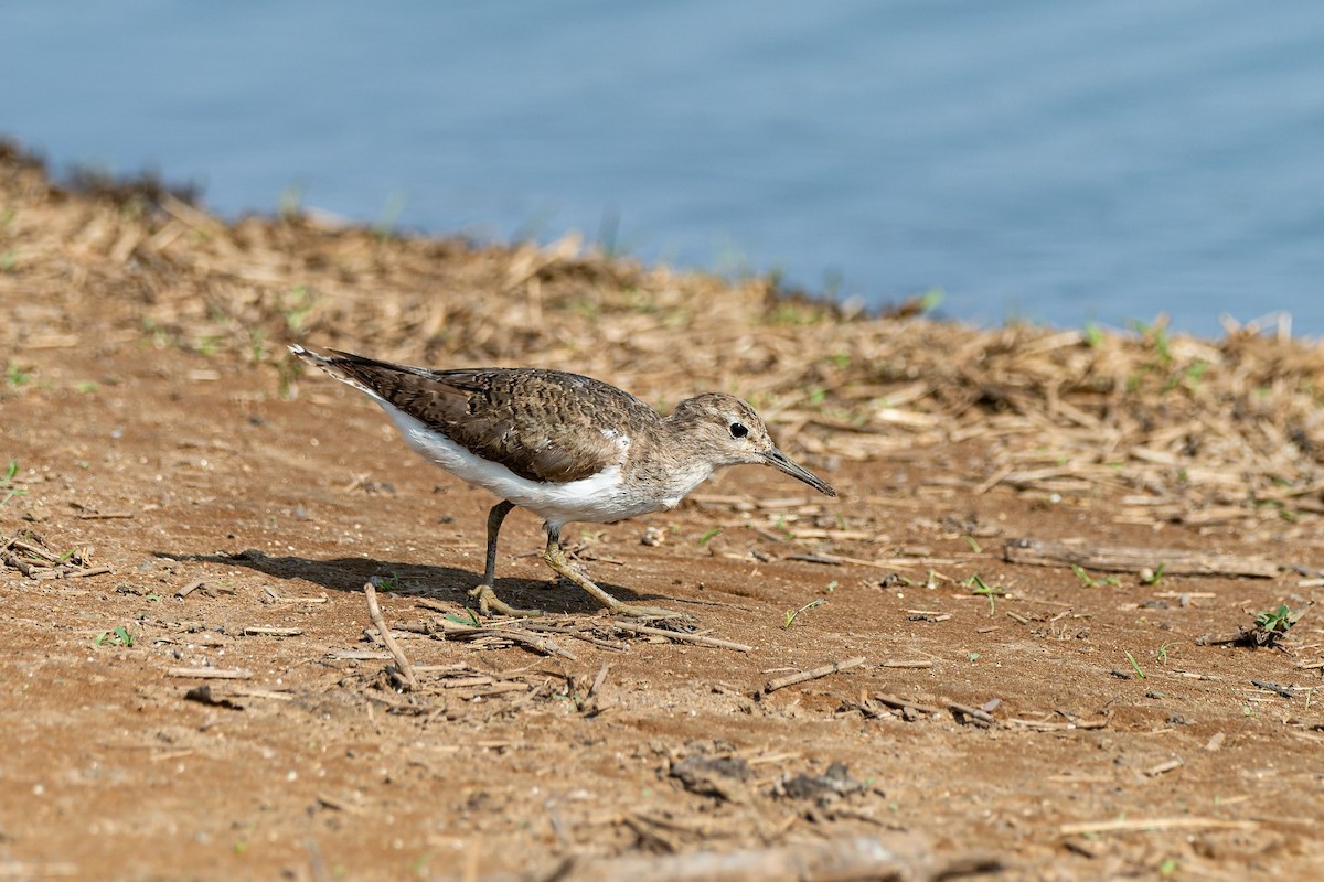 Common Sandpiper - ML643252973