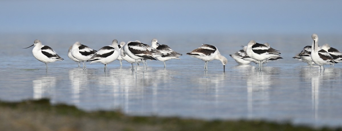 American Avocet - ML643252983