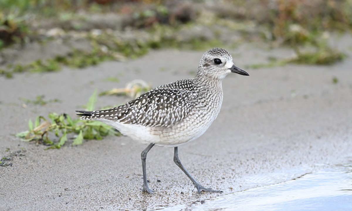 Black-bellied Plover - ML643253003