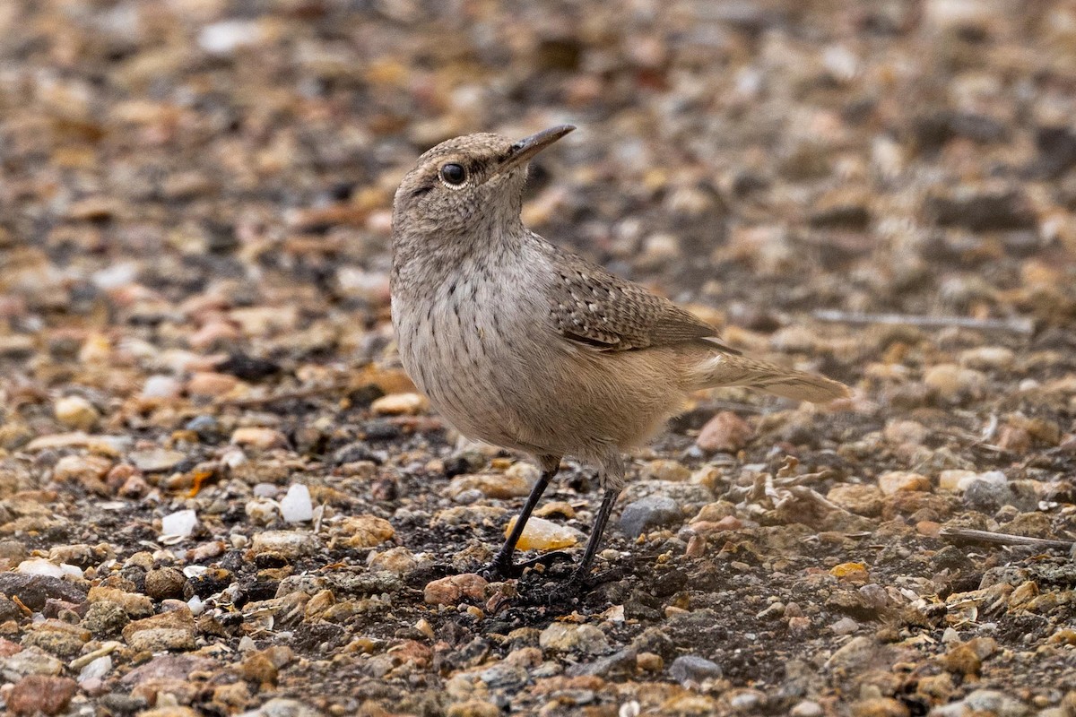 Rock Wren - ML643253018