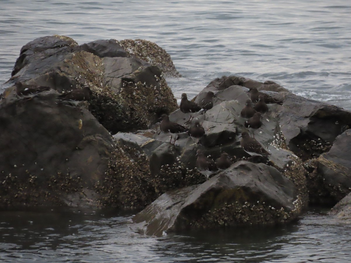 Black Turnstone - ML643253019