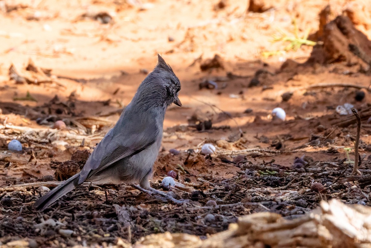 Juniper Titmouse - ML643253027