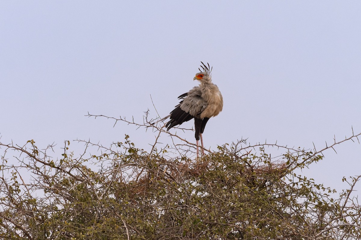 Secretarybird - ML643253032