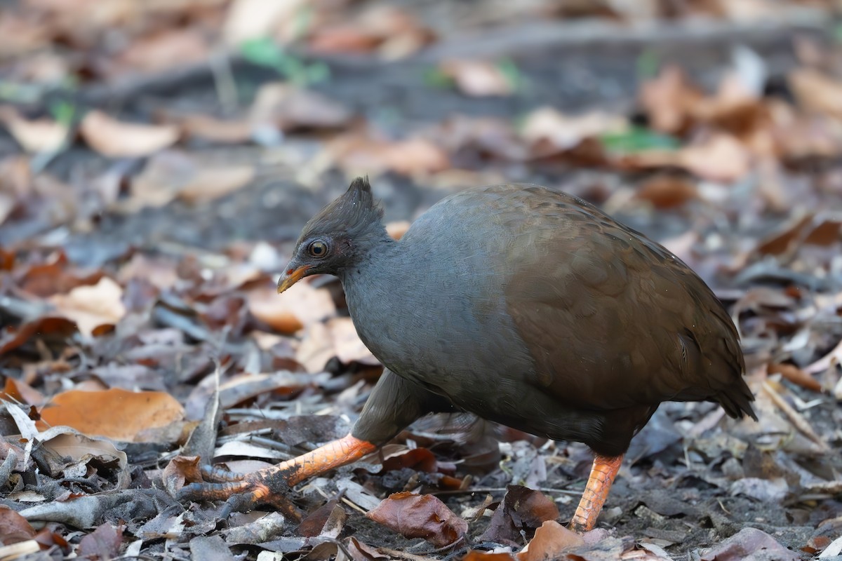 Orange-footed Megapode - ML643253038