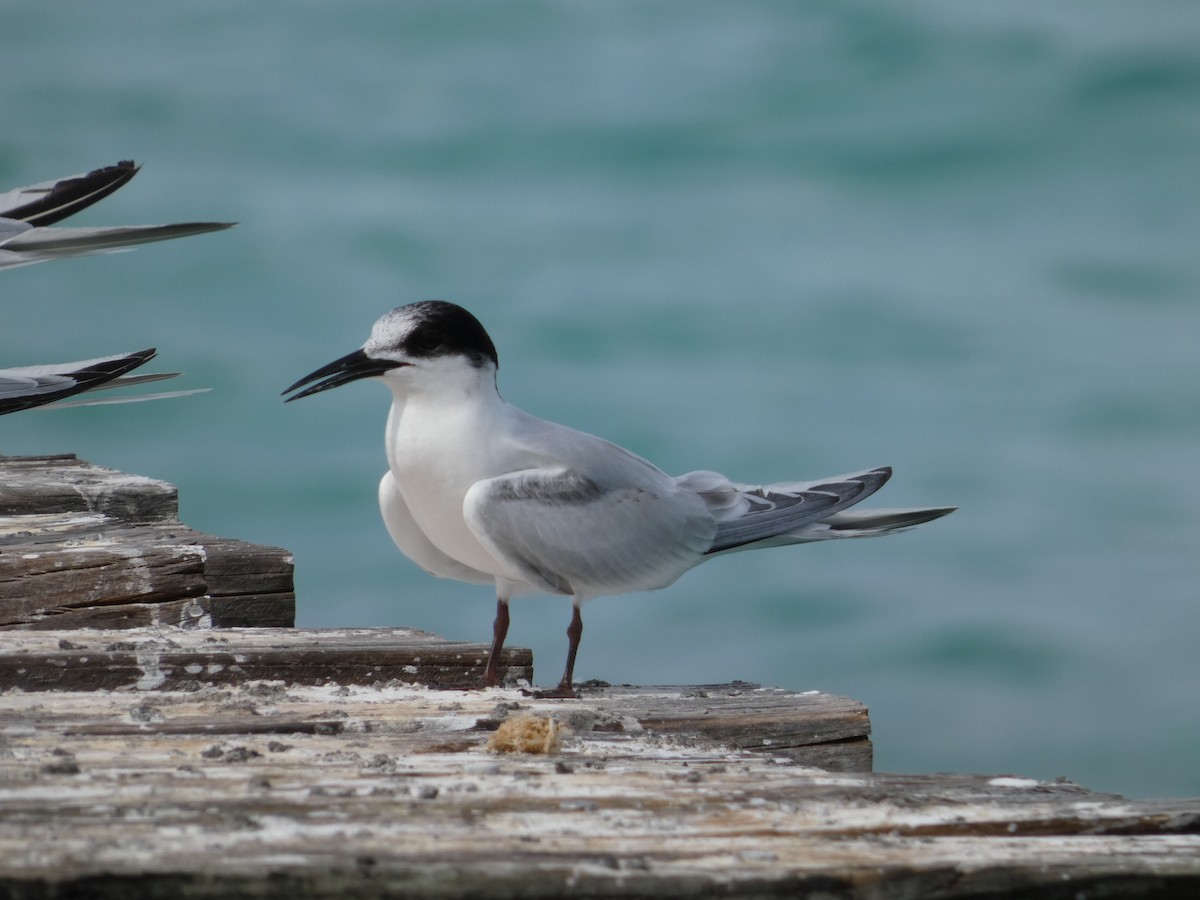 Roseate Tern - ML643253039