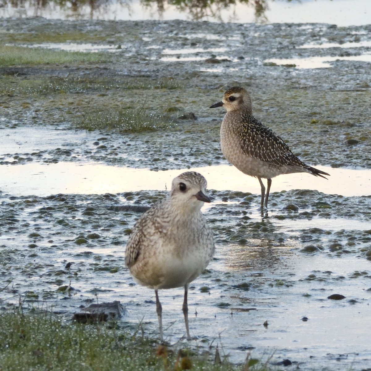 American Golden-Plover - ML643253040