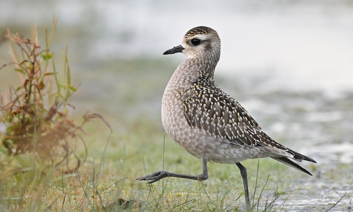 American Golden-Plover - ML643253041