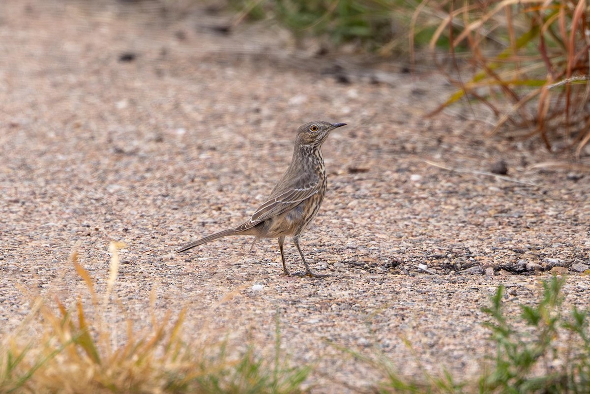 Sage Thrasher - ML643253077