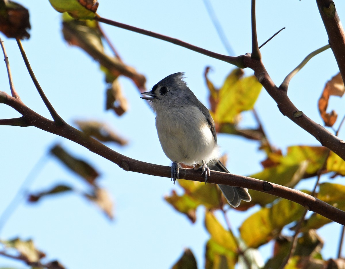 Tufted Titmouse - ML643253078