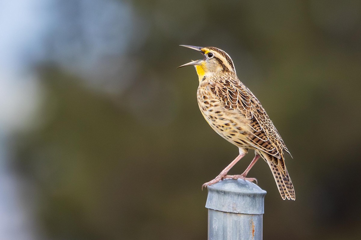 Western Meadowlark - ML643253084