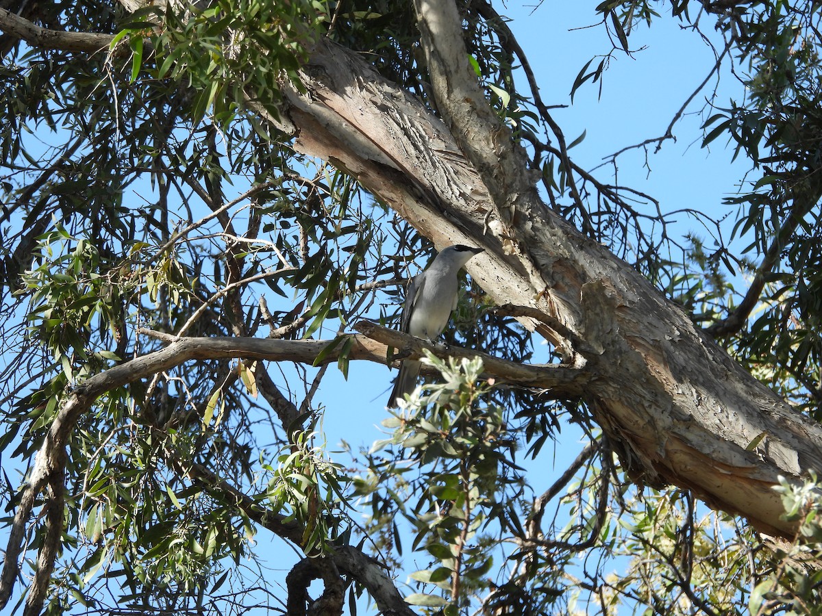 White-bellied Cuckooshrike - ML643253086